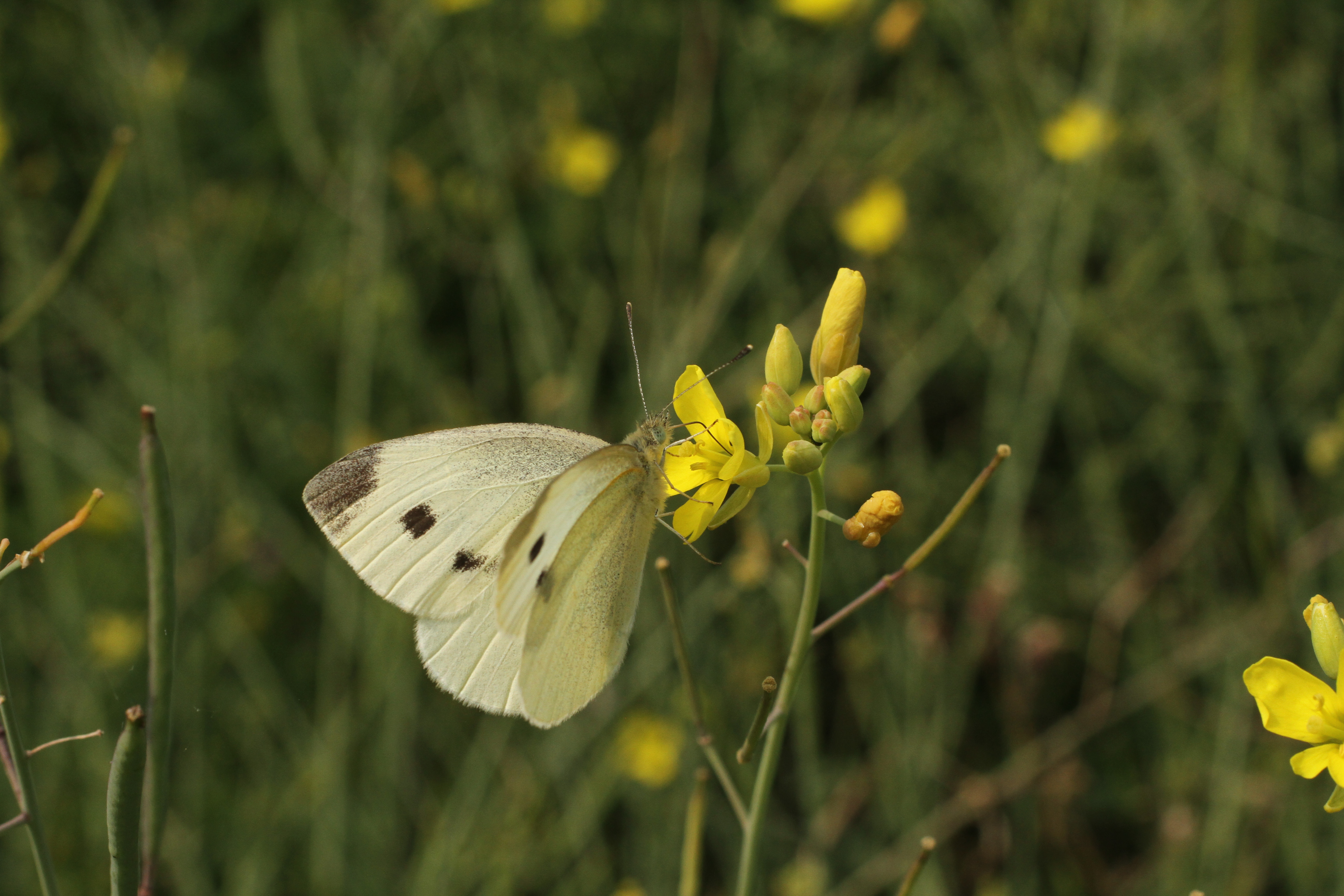 Kleiner Kohlweißling Guy Peer