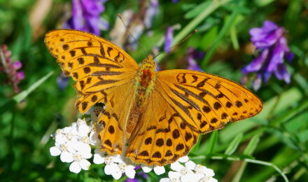 Biodiversität Kaisermantel