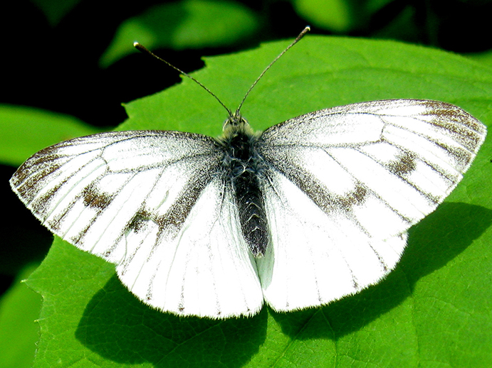 Grünaderweißling