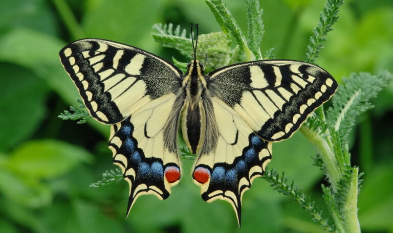 Papilio machaon by Erk Dallmeyer