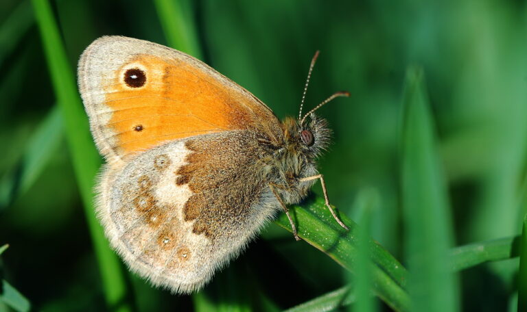 Coenonympha pamphilus by Erk Dallmeyer