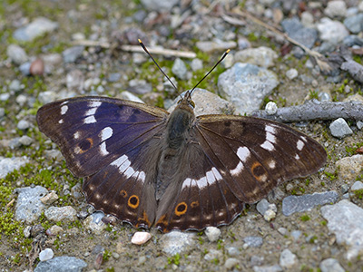 Kleiner Schillerfalter